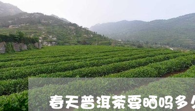 春天普洱茶要晒吗多久喝/2023102427392