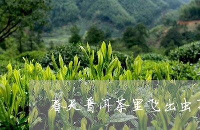 春天普洱茶里飞出虫子/2023100614017