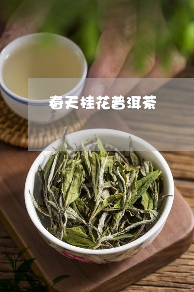 春天桂花普洱茶/2023102682814