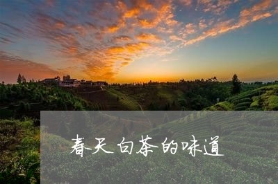 春天白茶的味道/2023060194949