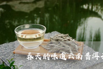 春天的味道云南普洱茶/2023100669402