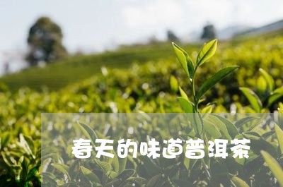 春天的味道普洱茶/2023120468262