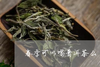 春季可以喝普洱茶么/2023120536259