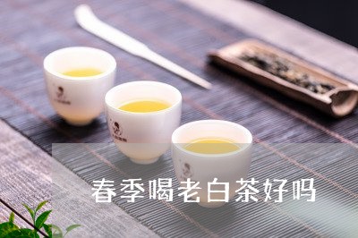 春季喝老白茶好吗/2023062183037