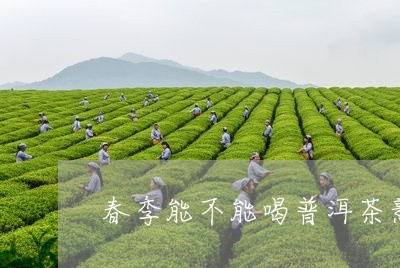 春季能不能喝普洱茶熟茶/2023121645948