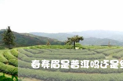 春寿眉是普洱吗还是红茶/2023092496059