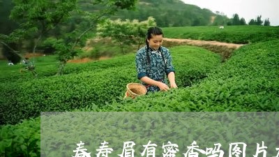 春寿眉有蜜香吗图片大全/2023102656270