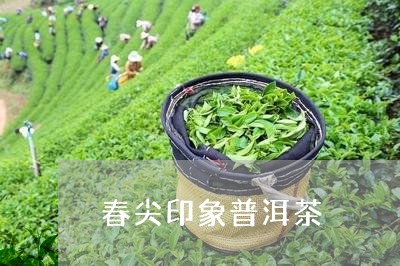 春尖印象普洱茶/2023101671504