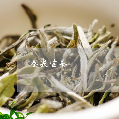 春尖生茶/2023121907271