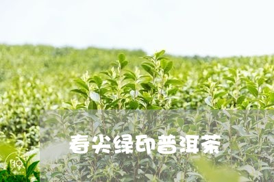 春尖绿印普洱茶/2023101694049