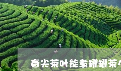 春尖茶叶能煮罐罐茶么/2023061129494