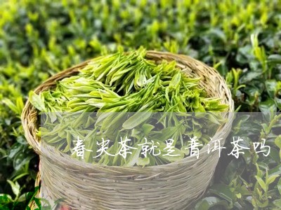 春尖茶就是普洱茶吗/2023071091517