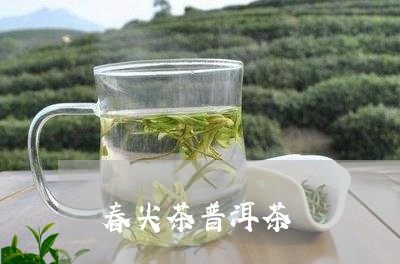 春尖茶普洱茶/2023042812880