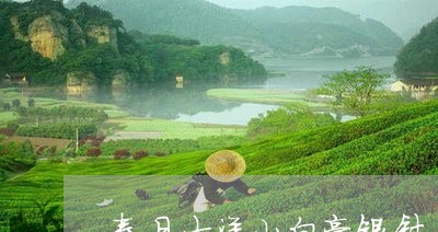 春日大洋山白毫银针/2023091426372