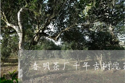 春明茶厂千年古树沱茶/2023061003728