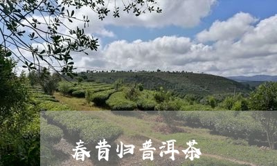 春昔归普洱茶/2023101636071