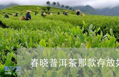 春晓普洱茶那款存放好/2023080237371