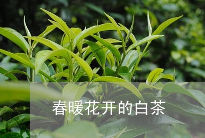 春暖花开的白茶/2023060172504