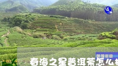 春海之星普洱茶怎么样/2023120608402