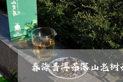 春海普洱茶深山老树茶/2023100766371