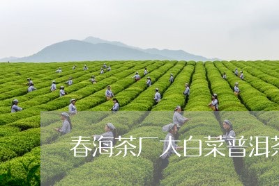 春海茶厂大白菜普洱茶/2023061658591