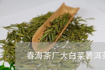 春海茶厂大白菜普洱茶怎么样/2023110678350