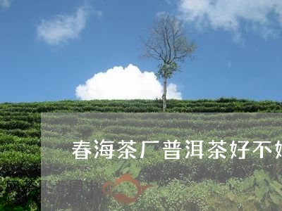 春海茶厂普洱茶好不好/2023092869371