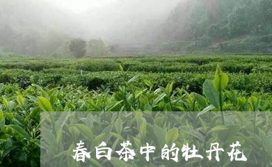 春白茶中的牡丹花/2023062105058