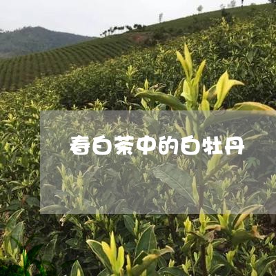 春白茶中的白牡丹/2023062153058