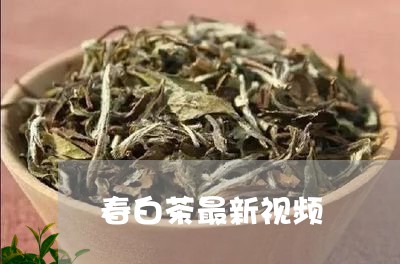 春白茶最新视频/2023060137160