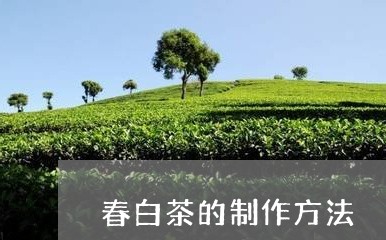 春白茶的制作方法/2023062146959