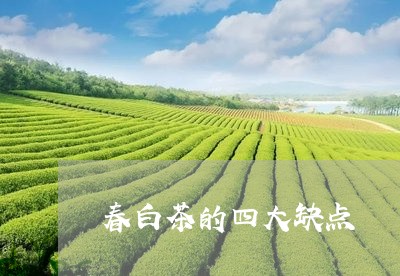 春白茶的四大缺点/2023062125038