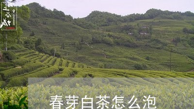 春芽白茶怎么泡/2023111560604