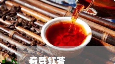 春芽红茶/2023090192614