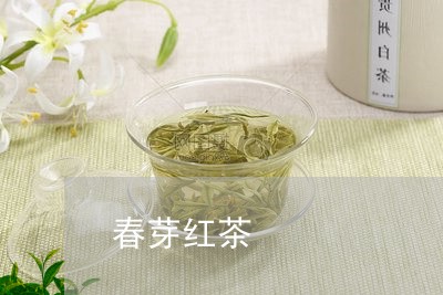 春芽红茶/2023110929270