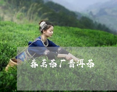 春茗茶厂普洱茶/2023110913048