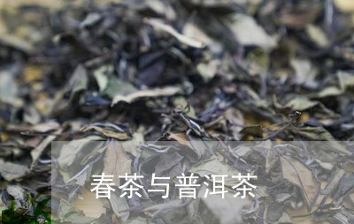 春茶与普洱茶/2023091393136