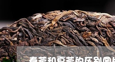 春茶和夏茶的区别图片/2023071535147