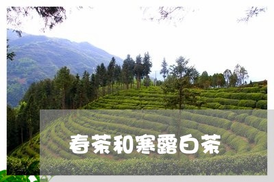 春茶和寒露白茶/2023060270603