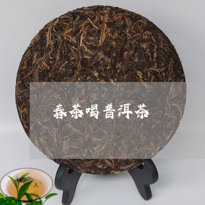 春茶喝普洱茶/2023042793833