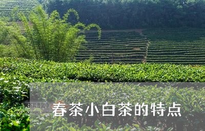 春茶小白茶的特点/2023062147615