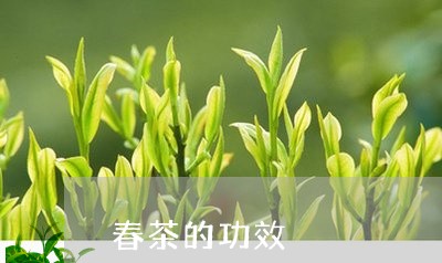 春茶的功效/2023090223981