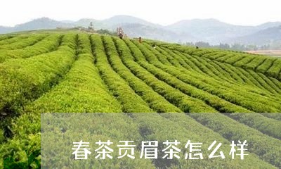 春茶贡眉茶怎么样/2023062160682