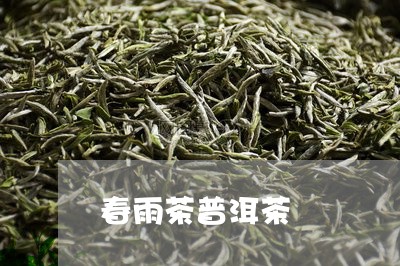 春雨茶普洱茶/2023102550725