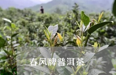 春风牌普洱茶/2023042875860