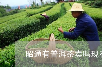 昭通有普洱茶卖吗现在价格/2023112463825