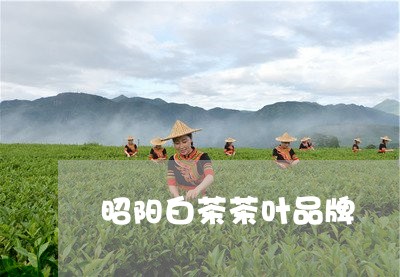 昭阳白茶茶叶品牌/2023062184150