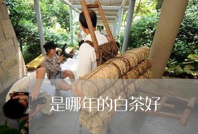 是哪年的白茶好/2023060271837