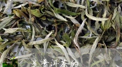 是普洱茶的/2023090542815