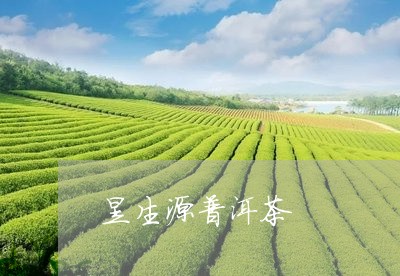 昱生源普洱茶/2023042983322